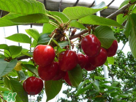 櫻桃裂開還能吃嗎？櫻桃底部開裂能吃嗎？