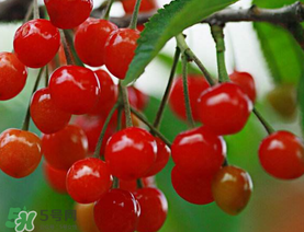 櫻桃裂開還能吃嗎？櫻桃底部開裂能吃嗎？