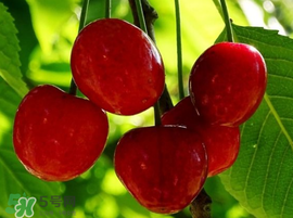 櫻桃為什么有蟲(chóng)？櫻桃里面有蟲(chóng)能吃嗎？