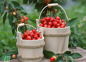 櫻桃為什么有蟲(chóng)？櫻桃里面有蟲(chóng)能吃嗎？