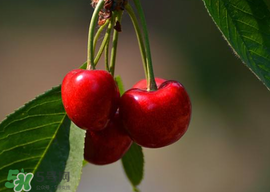 櫻桃為什么有蟲(chóng)？櫻桃里面有蟲(chóng)能吃嗎？