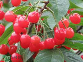 櫻桃什么時候成熟？櫻桃什么時候上市？