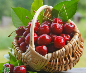 櫻桃什么時候成熟？櫻桃什么時候上市？