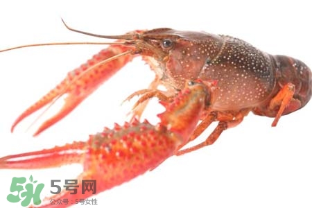 小龍蝦是什么季節(jié)吃？初春有小龍蝦吃嗎？