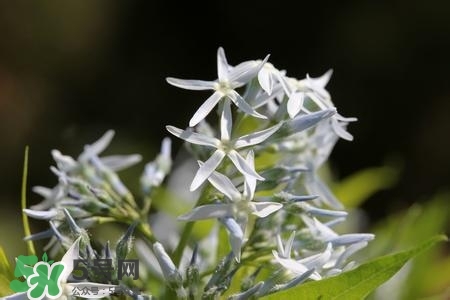 甘草有什么作用？甘草怎么吃？