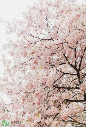 櫻花粉是什么顏色？櫻花粉口紅試色