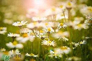 春季養(yǎng)肝水果 春季養(yǎng)肝吃什么水果 春季養(yǎng)肝水果 春季養(yǎng)肝吃什么水果