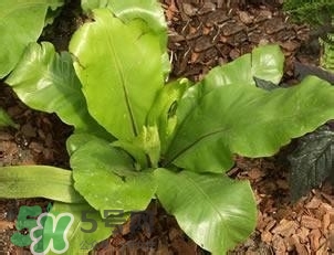 負(fù)卡路里的食物有哪些？負(fù)卡路里食物真的吃不胖嗎？