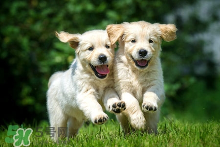 禽流感可以養(yǎng)狗嗎？禽流感期間能養(yǎng)狗嗎？