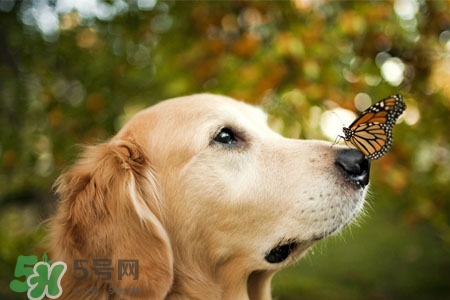 禽流感可以養(yǎng)狗嗎？禽流感期間能養(yǎng)狗嗎？