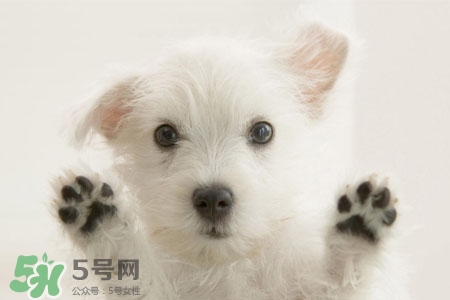 禽流感可以養(yǎng)狗嗎？禽流感期間能養(yǎng)狗嗎？