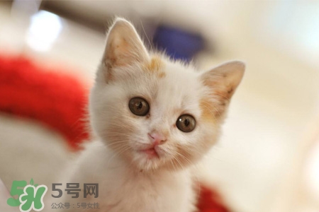 禽流感可以養(yǎng)貓嗎？禽流感期間能養(yǎng)貓嗎？