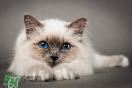 禽流感可以養(yǎng)貓嗎？禽流感期間能養(yǎng)貓嗎？