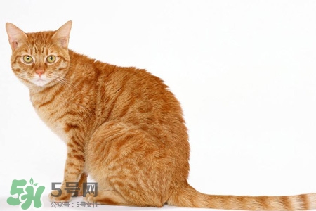 禽流感可以養(yǎng)貓嗎？禽流感期間能養(yǎng)貓嗎？