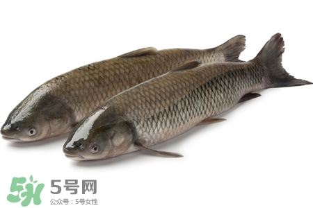 孕婦可以吃草魚(yú)嗎？懷孕了能吃草魚(yú)嗎？