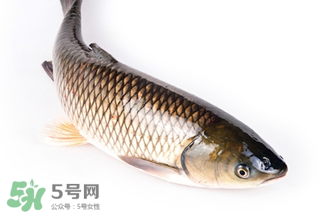 孕婦可以吃草魚(yú)嗎？懷孕了能吃草魚(yú)嗎？