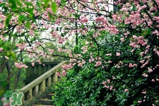 櫻花一般什么時候開？櫻花一般幾月份開？