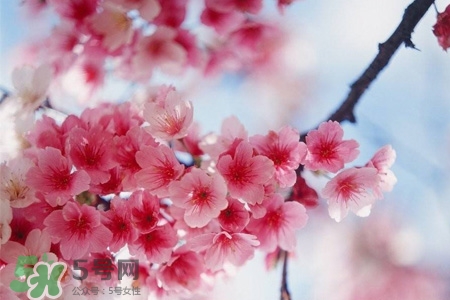 櫻花茶可以減肥嗎？櫻花泡茶能減肥嗎？