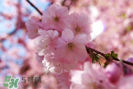 櫻花茶可以減肥嗎？櫻花泡茶能減肥嗎？