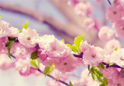 櫻花是櫻桃樹的花嗎？櫻桃花和櫻花的區(qū)別