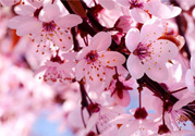 3月初日本的櫻花開(kāi)了嗎？2017年日本櫻花季預(yù)測(cè)