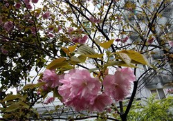 4月份適合種什么花？四月份種什么花好？