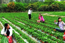 4月份可以摘草莓嗎？四月份有草莓可以摘嗎？