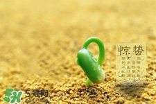 驚蟄如何養(yǎng)生？驚蟄前后如何養(yǎng)生？