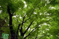 驚蟄如何養(yǎng)生？驚蟄前后如何養(yǎng)生？