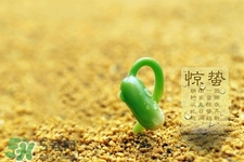 驚蟄喝什么茶好？驚蟄養(yǎng)生喝什么茶？