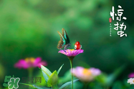 驚蟄要吃芋頭嗎？驚蟄為什么吃芋頭？