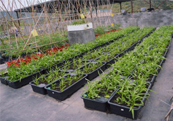 4月份可以種什么菜？四月份種什么菜好？