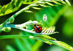 驚蟄節(jié)氣吃什么水果？驚蟄養(yǎng)生吃什么水果好？