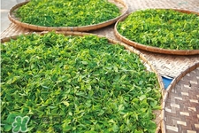 4月份喝什么茶好？四月份適合喝什么茶？