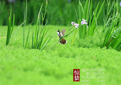 驚蟄出生的孩子好嗎？2017驚蟄出生的人運勢好嗎？