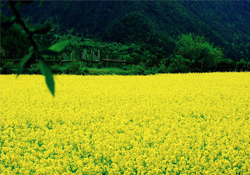 3月份能看到油菜花嗎？三月份有油菜花看嗎？