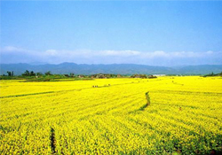 油菜花幾月開(kāi)？油菜花什么季節(jié)開(kāi)？