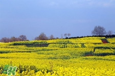 3月份能看到油菜花嗎？三月份有油菜花看嗎？