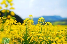 油菜花能開(kāi)多久？油菜花花期有多長(zhǎng)？