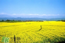 油菜花能開(kāi)多久？油菜花花期有多長(zhǎng)？