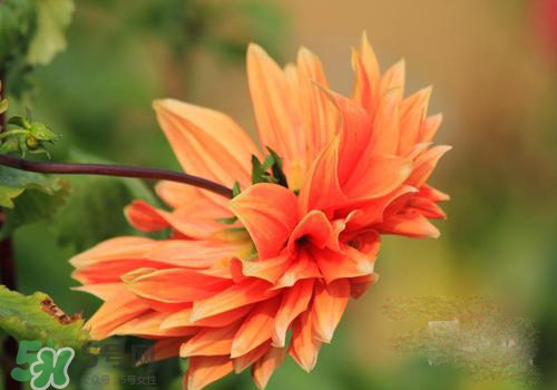 花粉過(guò)敏會(huì)遺傳嗎？花粉過(guò)敏為什么會(huì)遺傳？