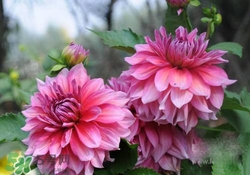 花粉過(guò)敏會(huì)遺傳嗎？花粉過(guò)敏為什么會(huì)遺傳？