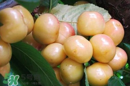 白玉櫻桃是什么？白玉櫻桃能吃嗎？