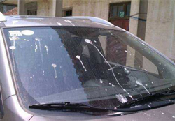 禽流感期間能接觸鳥糞嗎？碰到鳥糞會得禽流感嗎？