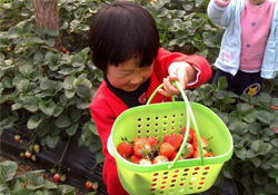 摘草莓要門票嗎？摘草莓要多少錢？