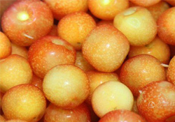 白玉櫻桃是什么？白玉櫻桃能吃嗎？