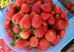 摘草莓多少錢一斤？2017摘草莓的價(jià)格
