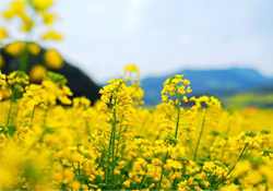 油菜花能開(kāi)多久？油菜花花期有多長(zhǎng)？