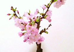 櫻花可以盆栽嗎？櫻花盆栽好養(yǎng)嗎？