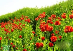 花粉過敏是感冒嗎？花粉過敏和感冒的區(qū)別